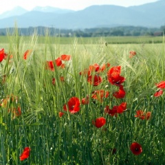 Klatschmohn