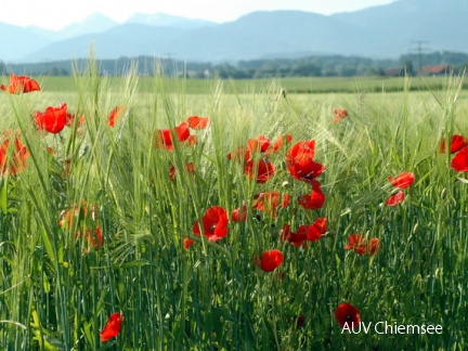 Klatschmohn