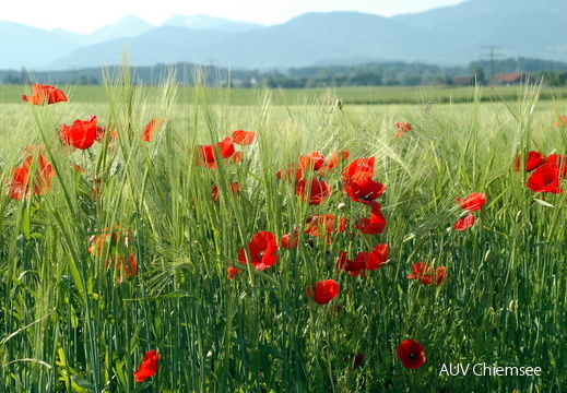Klatschmohn