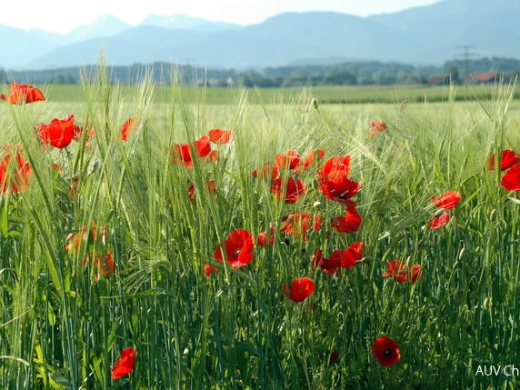 Klatschmohn