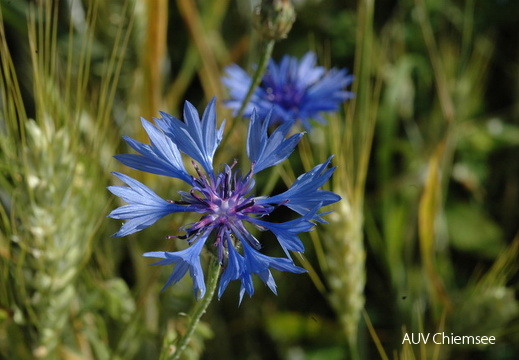 Kornblume
