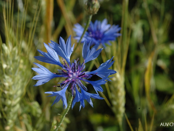 Kornblume