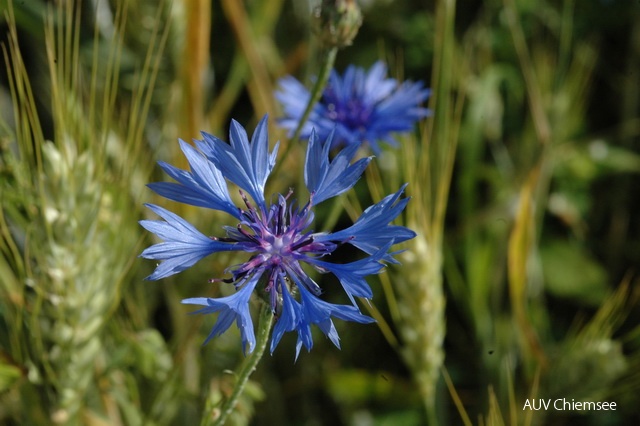 PfW-FeWi-ml-Kornblume-Centaurea-cyanus-milo-DSC_4471_001.JPG