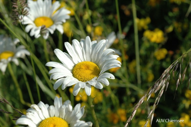 PfW-FeWi-ml-Margerie-Leucanthemum-vulg-milo_0047_001.JPG