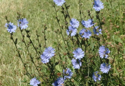 Wegwarte