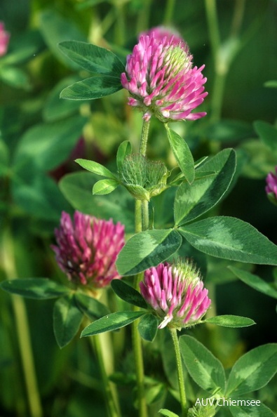 PfW-FeWi-ml-Rotklee-Trifolium-pratense-milo-DSC_3171_001.JPG