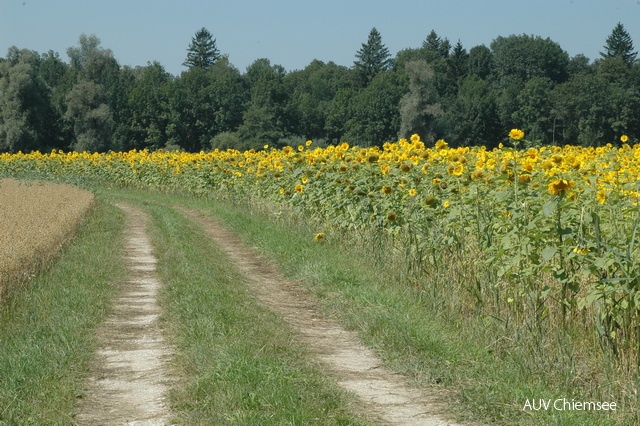 Sonnenblumenfeld bei Grabenstätt
