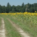 Sonnenblumenfeld bei Grabenstätt