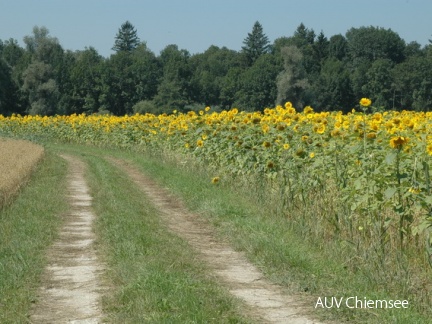 Sonnenblumenfeld bei Grabenstätt