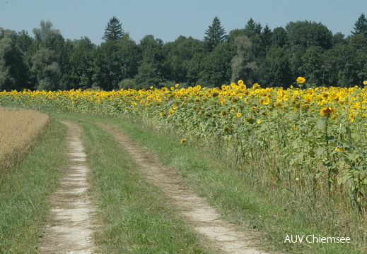 Sonnenblumenfeld bei Grabenstätt
