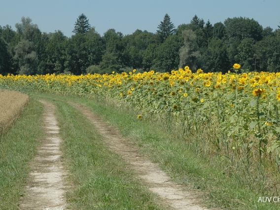 Sonnenblumenfeld bei Grabenstätt
