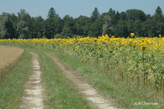 Sonnenblumenfeld bei Grabenstätt