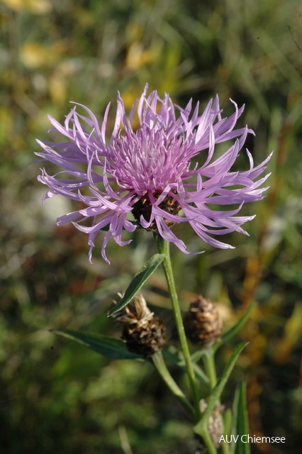 Wiesen-Flockenblume