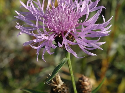 Wiesen-Flockenblume