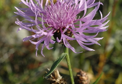 Wiesen-Flockenblume