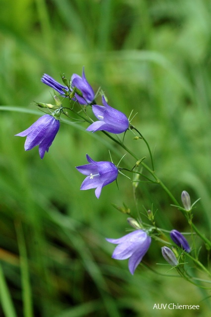 Wiesen-Glockenblume