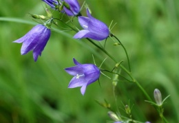 Wiesen-Glockenblume