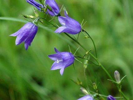 Wiesen-Glockenblume