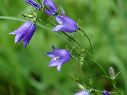 Wiesen-Glockenblume