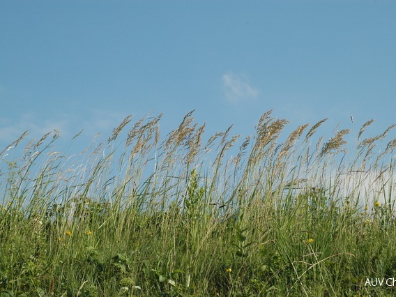 Wiesengräser