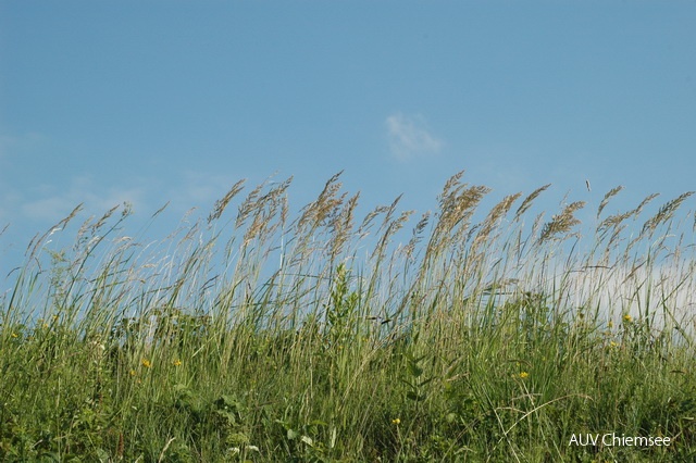 Wiesengräser