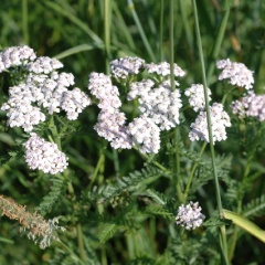 Wiesen-Schafgarbe