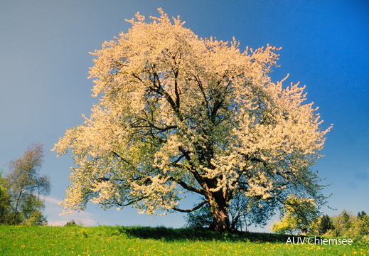 Kirschbaum