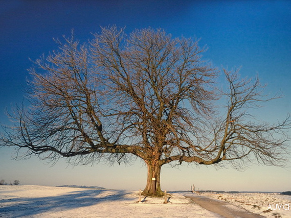 Kastanie im Winter