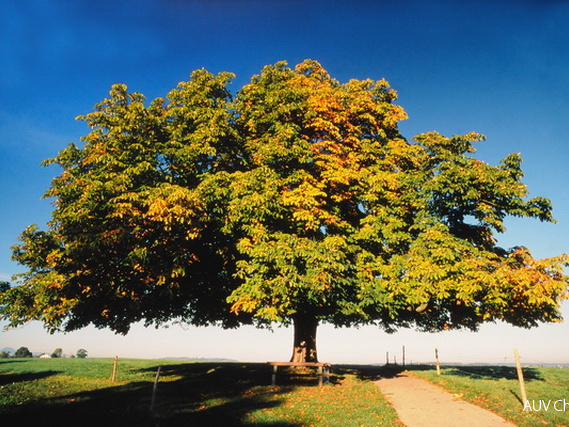 Kastanie im Herbst