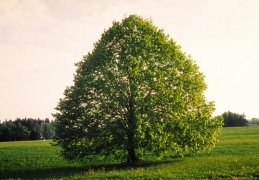 Linde bei Höhenmoos im Sommer