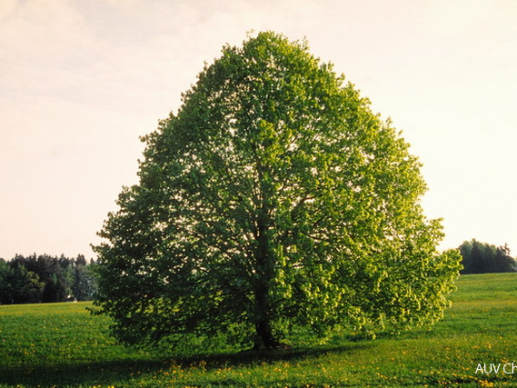 Linde bei Höhenmoos im Sommer