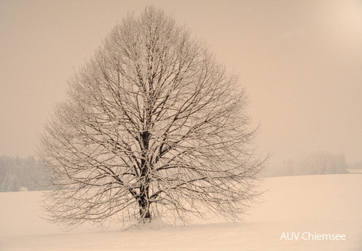 Linde bei Höhenmoos im Winter