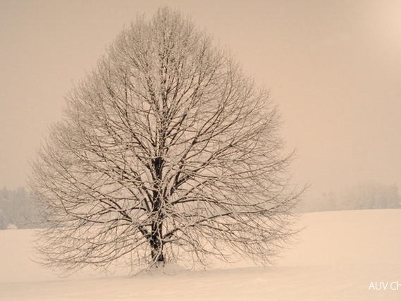 Linde bei Höhenmoos im Winter