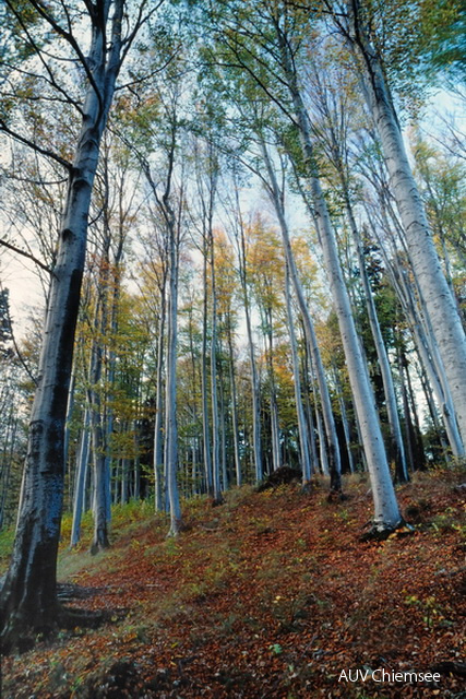 Buchenwald im Frühjahr