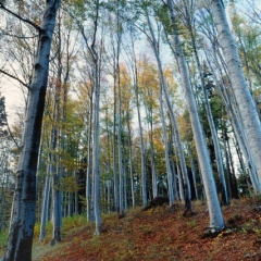 Buchenwald im Frühjahr