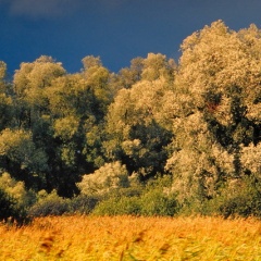 Silberweiden