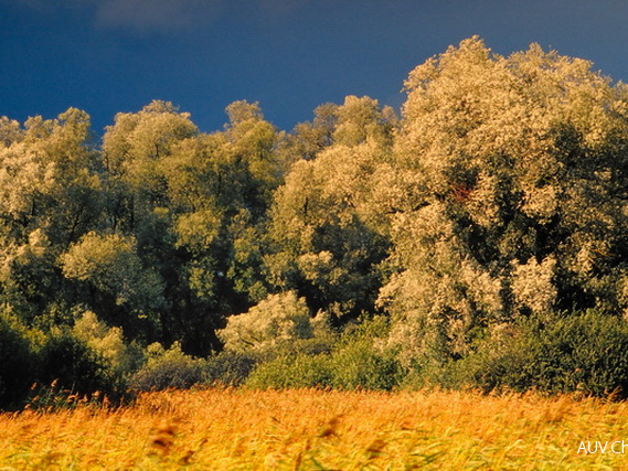 Silberweiden