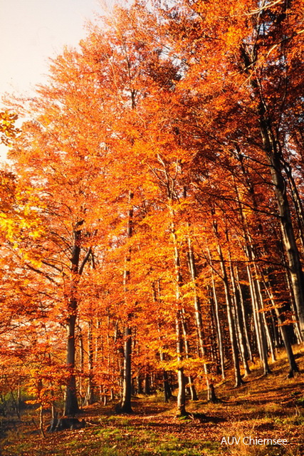 Buchenwald im Herbst