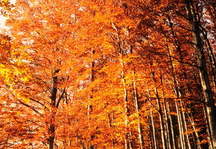Buchenwald im Herbst