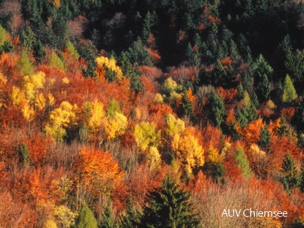 Herbstwald