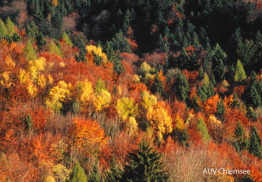Herbstwald