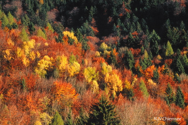 Herbstwald