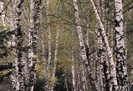 Birkenweg