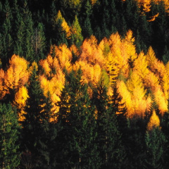 Lärchen im Herbst