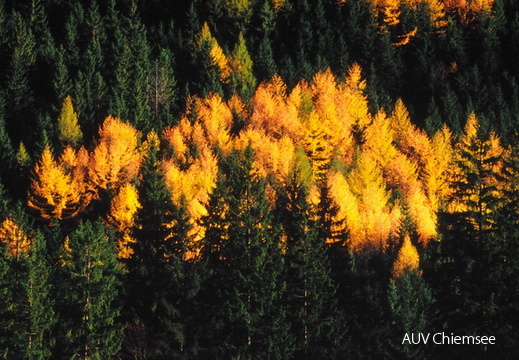 Lärchen im Herbst