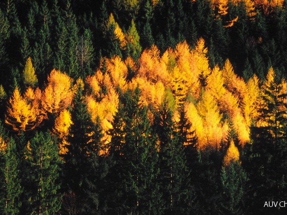 Lärchen im Herbst