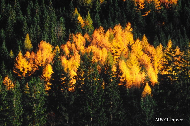 Lärchen im Herbst