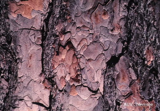 Rinde der Kiefer