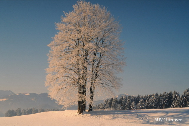 winterliche Baumgruppe