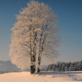 winterliche Baumgruppe